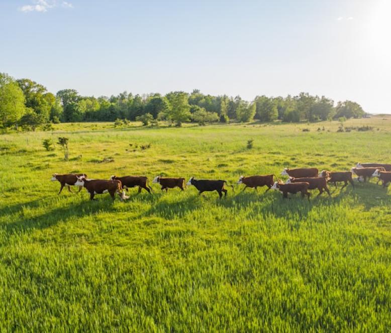 Pharetra Malesuada Ridiculus